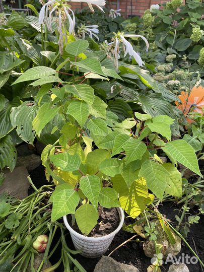 Хлорофитум