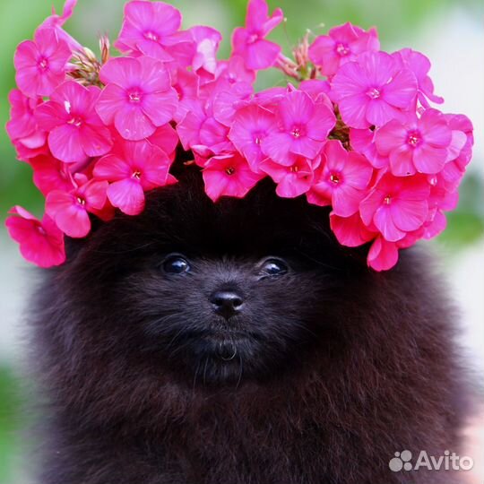 Жгучая красотка померанский шпиц