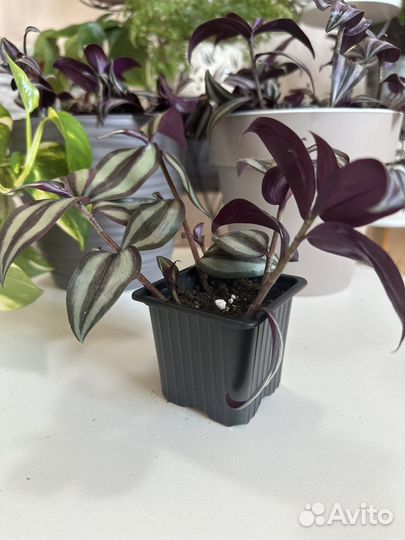 Традесканция