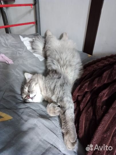 Кошка