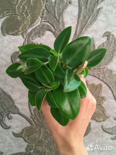 Пеперомии, аспарагусы, филодендроны, суккуленты