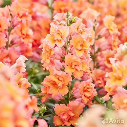 Растения цветы для сада