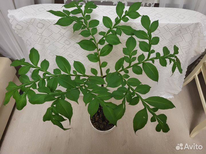 Аморфофаллус