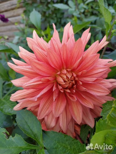 Георгины сортовые