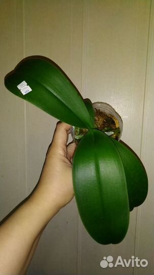 Орхидея Charming Crystal Water