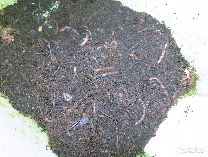 Черви дендробена