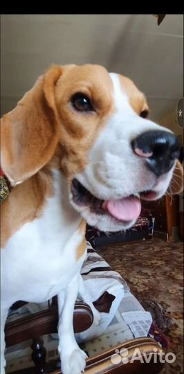 Ищет девочку