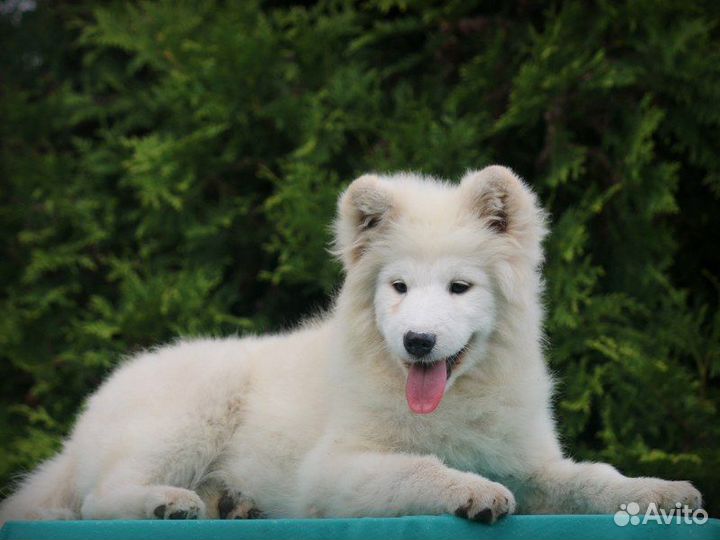 Подрощенные щенки самоеда, документы РКФ