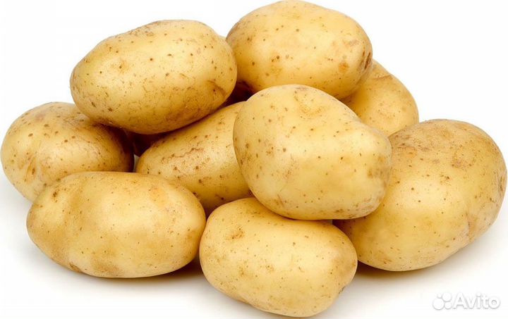 Продам картофель оптом