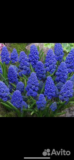 Мускари и матрикария,примулы