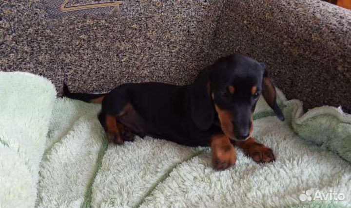 Щенки таксы