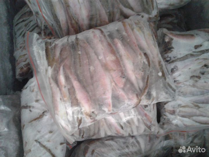 Рыба свежая сарган барабуля ставрида