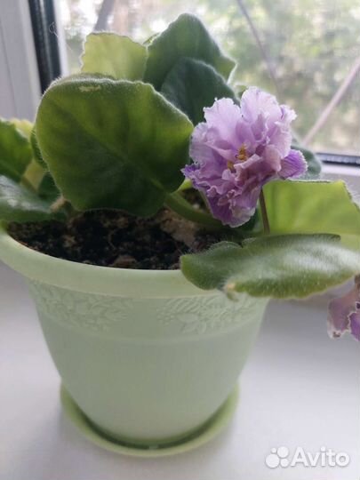 Детки сортовых фиалок