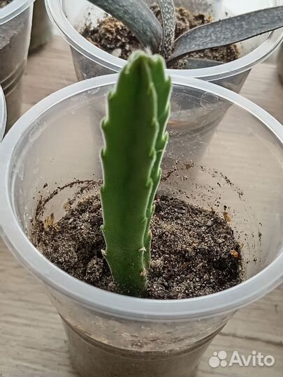 Суккуленты