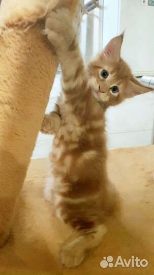 Котята мейн-кун рыжие мальчик
