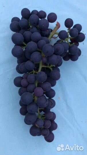 Черенки чубуки винограда изабелла