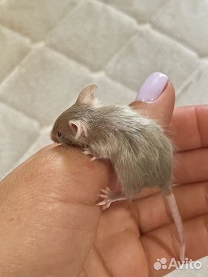 Мышки сатиновые и кудряшки(рексы) тексельные