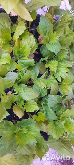 Алиссум, Петуния, Георгины, Астра