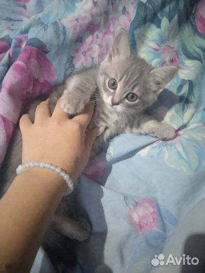 Кошки в добрые руки бесплатно