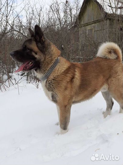 Вязка. Акита