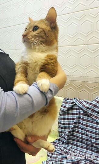 Кошка