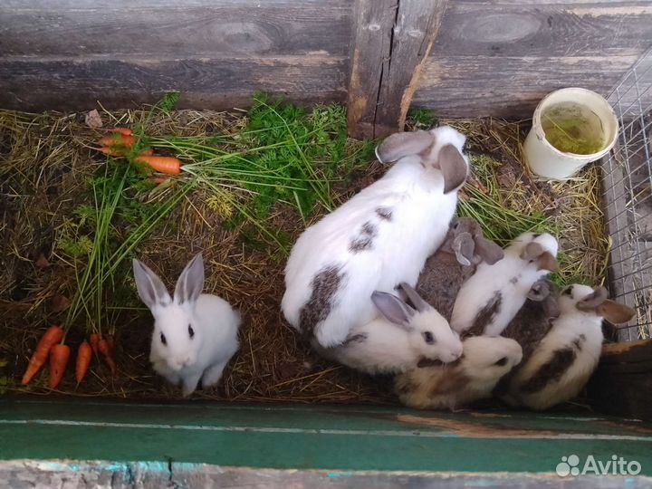 Кролики
