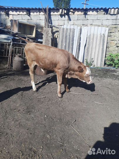 Корова с теленком