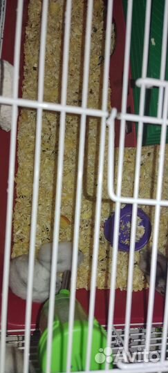 Хомяки джунгарики