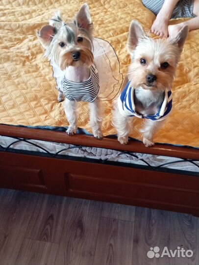 Йоркширский терьер щенки стандарт