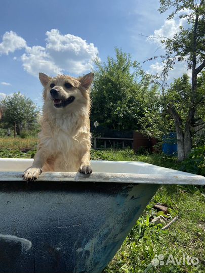 Щенки шпица