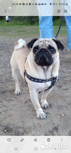 Мопс вязка мальчик