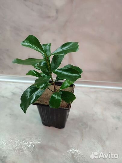 Фикусы сортовые