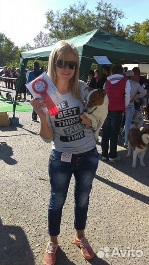 Джек Рассел Терьер приглашает на вязку