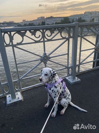 Далматин для фотосессии