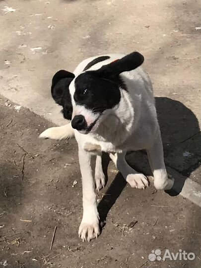 Пристраивется необыкновенно умная собака