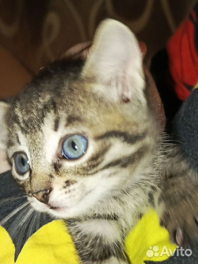 Котёнок
