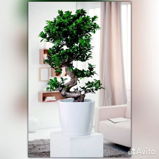 Фикус бонсай большой