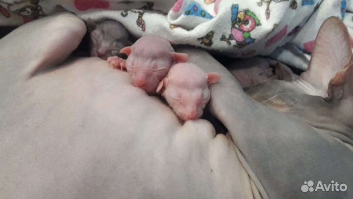 Донской сфинкс вязка