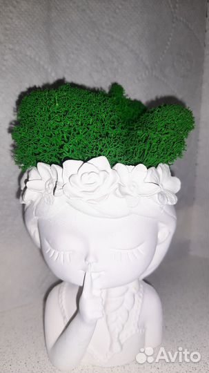 Стабилизированный мох в кашпо