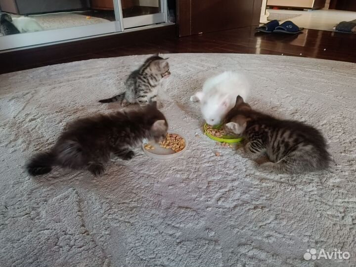 Котята в добрые руки