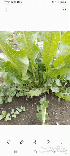 Саженцы хрена и корни