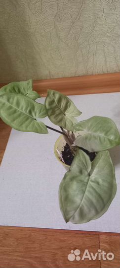 Сингониумы 2 часть