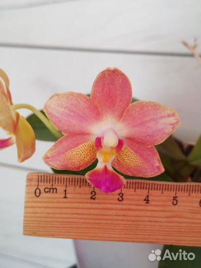 Орхидея