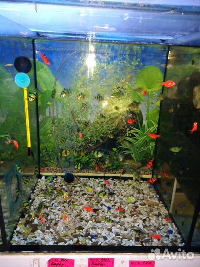 Рыбки гло фиш