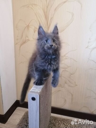 Котята мейн-кун