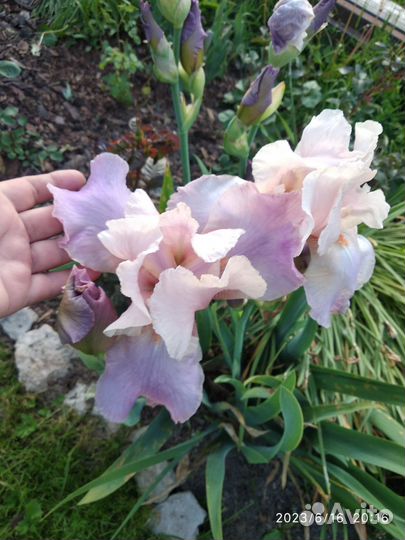 Ирисы