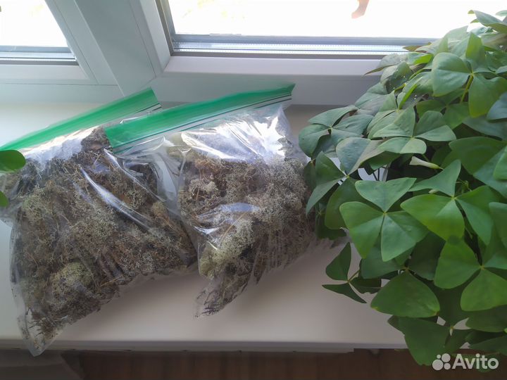 Ягель для террариума