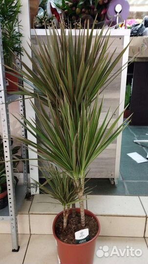 Драцена маргината биколор 3 ствола