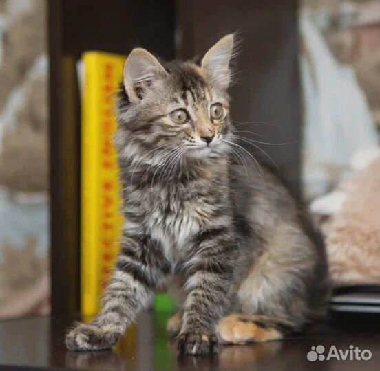 Тигровый котенок Тася в поисках семьи