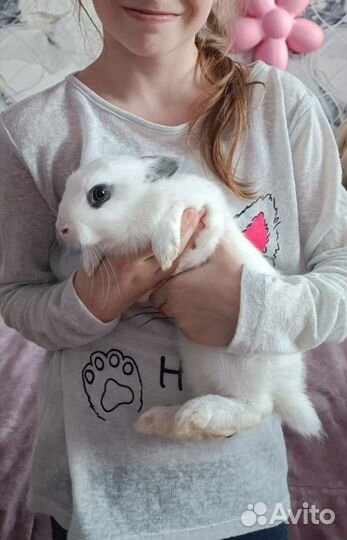 Вязка кроликов